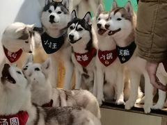 -Husky Go! 哈士奇体验馆·宠物咖啡厅狗咖