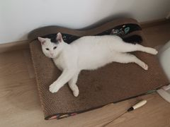 -冯三姐川渝冒肚(青年路店)