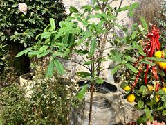 -双季花艺园艺市场(浦东店)