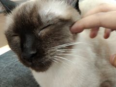 -喵园·猫主题咖啡厅·撸猫·猫咖(国贸店)