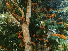 -中国科学院西双版纳热带植物园