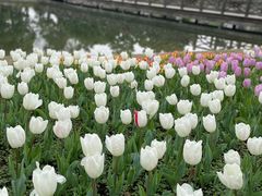 -上海鲜花港