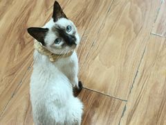 -猫爪屋猫咖(乐汇城店)