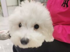 -悦宠动物医院(京丰分院)