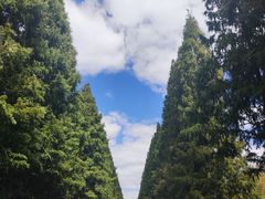 -黄海国家森林公园