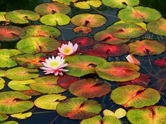 -国家植物园南园