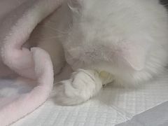 -安安宠医宠物医院·异宠·犬猫内科(岳阳分院)