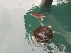 -广东惠东海龟国家级自然保护区