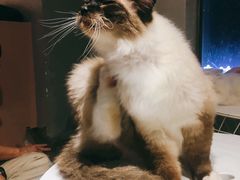 -猫儿山۰猫主题餐厅