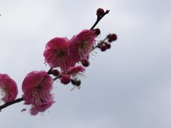 -香雪海