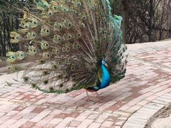 -泉州海丝野生动物世界
