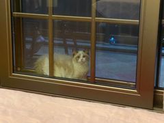 -lincat·猫舍(广州店)