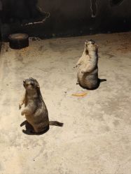 -酷嗒动物文化乐园(cutezoo西溪乐天城店)