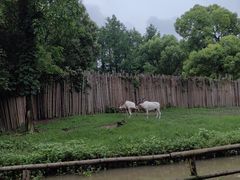 -上海野生动物园