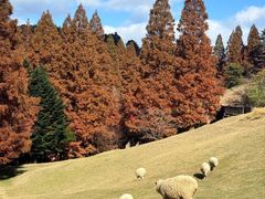 -神户市立六甲山牧场