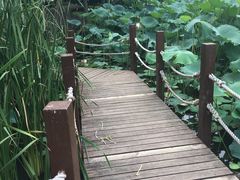 -陈家山荷花公园
