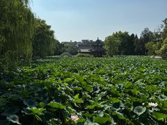 -莲池书院博物馆