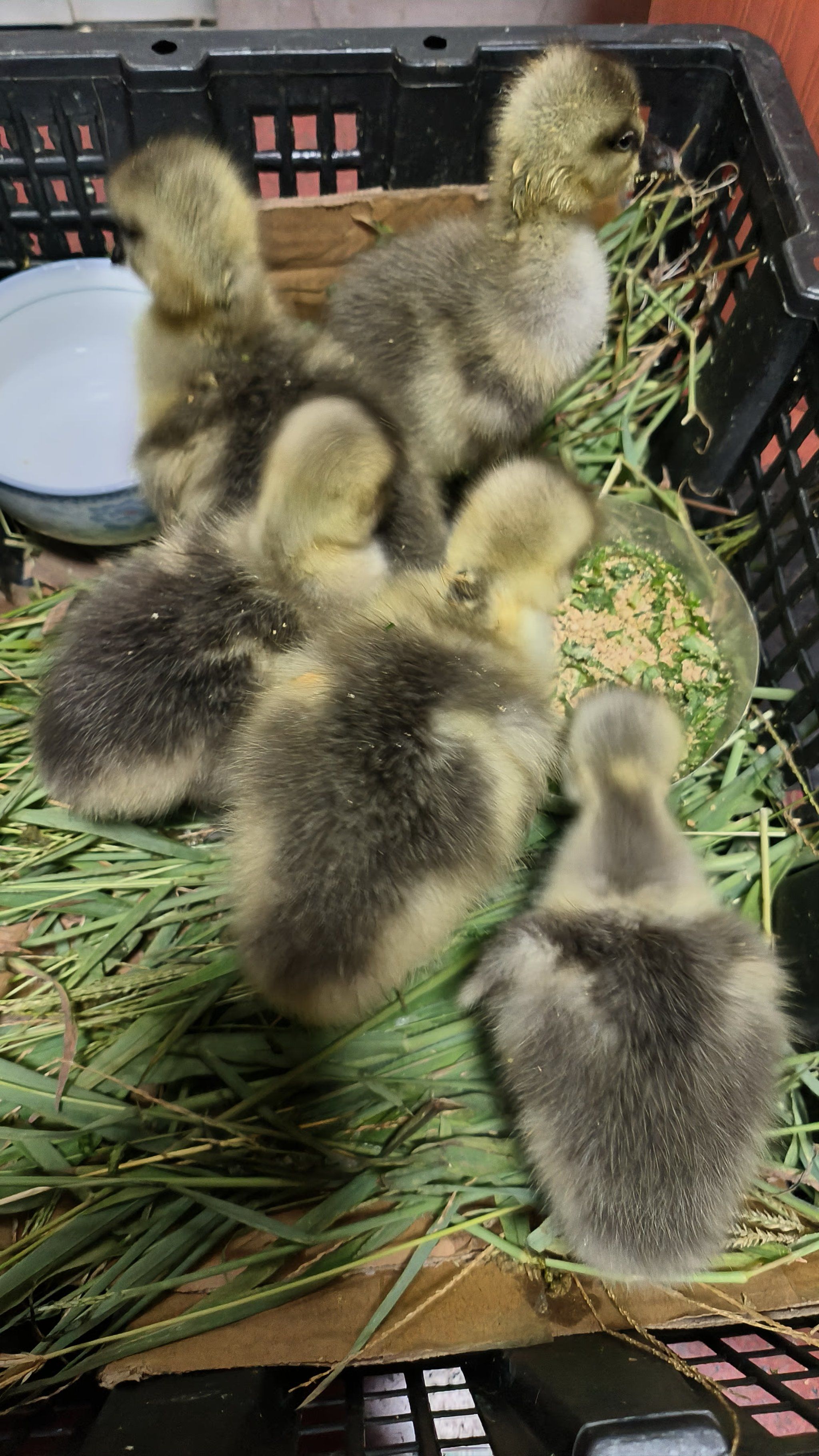 小动物的快乐时光可爱的小鹅宝宝