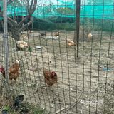 大闸蟹季,开启美味模式!