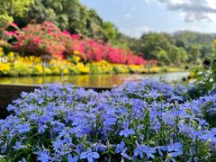 -深圳仙湖植物园