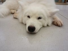 -安格丽娜·狗咖·猫咖羊驼咖(春熙路百盛商场店)