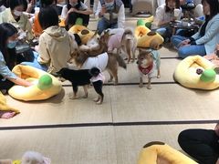 -逗柴咖啡屋·狗咖猫咖宠物桌游