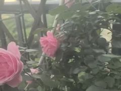 -广州白天鹅宾馆