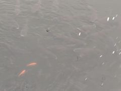 -重庆彩云湖湿地公园