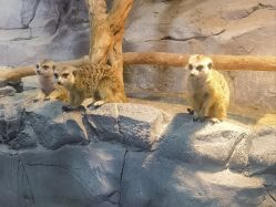 -Zoolung Zoolung动物主题公园(海信广场店)