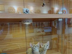 -猫十亿·布偶金渐层·曼基康矮脚猫舍(青年路店)