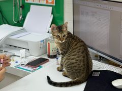 -瑞派动物医院·猫专科·至诚(江南中分院)