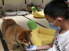 -逗柴咖啡屋·狗咖猫咖宠物桌游