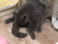 -喜多萌中农锦绣动物医院24H·猫科·牙科MRI·CT