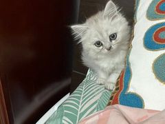 -平行世界·猫咖(首经贸店)