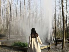 -合肥滨湖国家森林公园