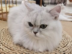 -Heymao猫咖.咖啡厅(东门店)