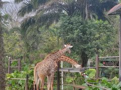 -海南热带野生动植物园