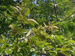 -北京西山国家森林公园