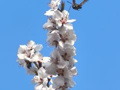 -西青郊野公园