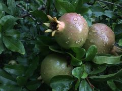 -金豆角砂锅焖面(安贞店)