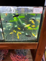-造物庄园 萌宠纪(苏州湾歌林公园店)