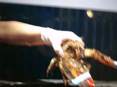 -雍容荟帝王蟹活龙虾展台自助(IFS黑金店)