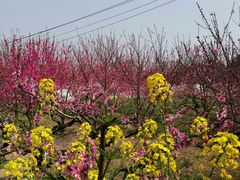 -南汇桃花村