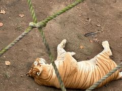 -西霞口神雕山野生动物世界