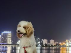 -源·咖啡自助餐厅·海鲜·烧烤·三文鱼(海口华彩洲际酒店)