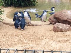 -费瑟代尔野生动物园