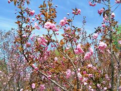 -长白岛森林公园