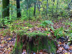 -五营红松林海景区