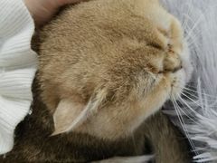 -喵的天空名猫咖啡馆·撸猫·猫舍·用品