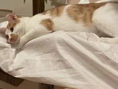 -关爱宠物医院·猫科中心·消化科(滨湖万达分院)